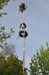 Maibaum_33.jpg